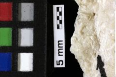 Foto (Detailansicht) von Decapoda indet. (NHMW-GEO-1990-0041-0143)